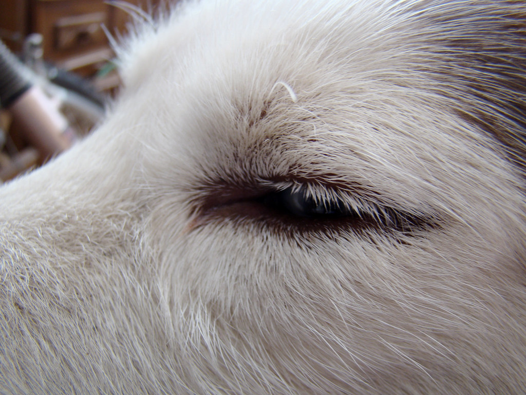 Ojos azules no lloren no llores... Lloraras cuando me vay… Flickr