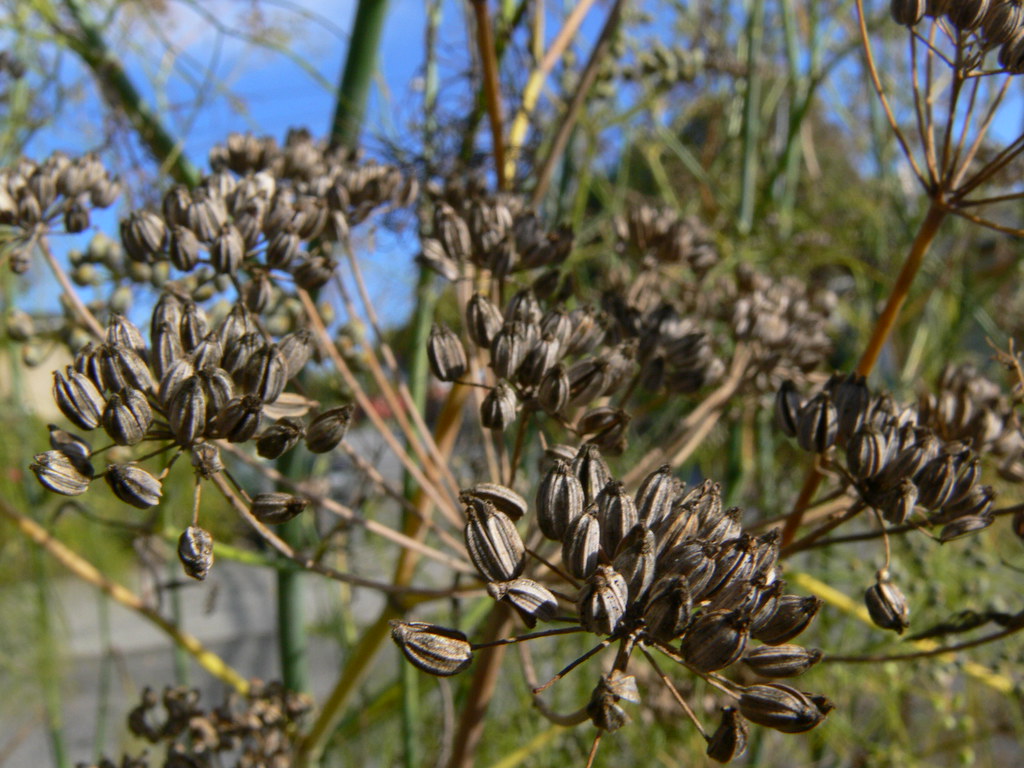 P1250635 Drying fennel fruit, Vancouver BC Hella Delicious Flickr