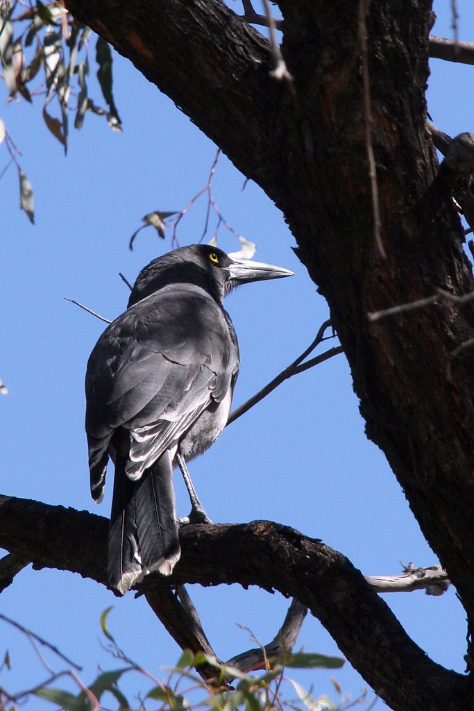 Grey Currawong Grey Currawong (Strepera versicolor). Two o… Flickr