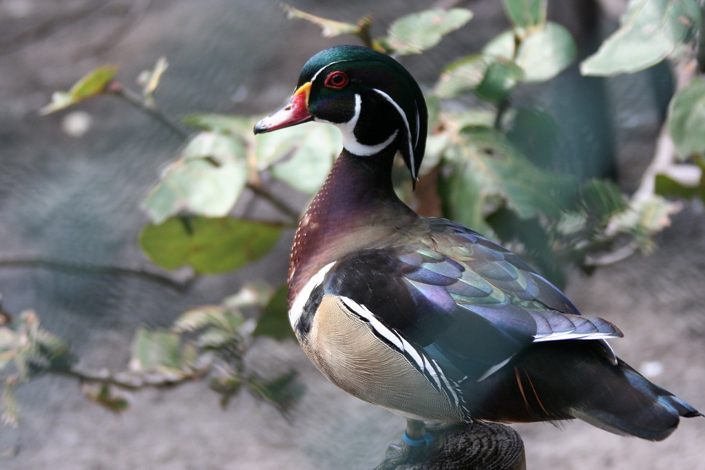Wood Duck at the Busch Wildlife Sanctuary in Jupiter, FL Jim Flickr