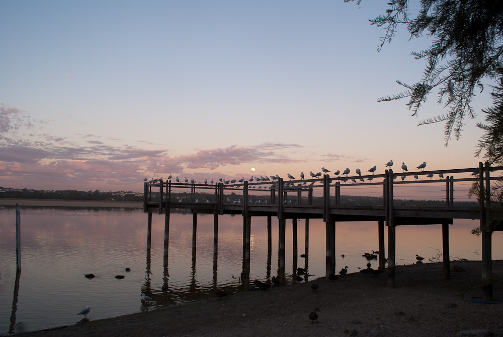 Peering at a Pier. Lake Joondalup at dusk. Zane Kearney Flickr