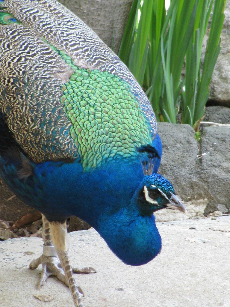 Peacock Taken at the National Zoo in Washington DC geopungo Flickr
