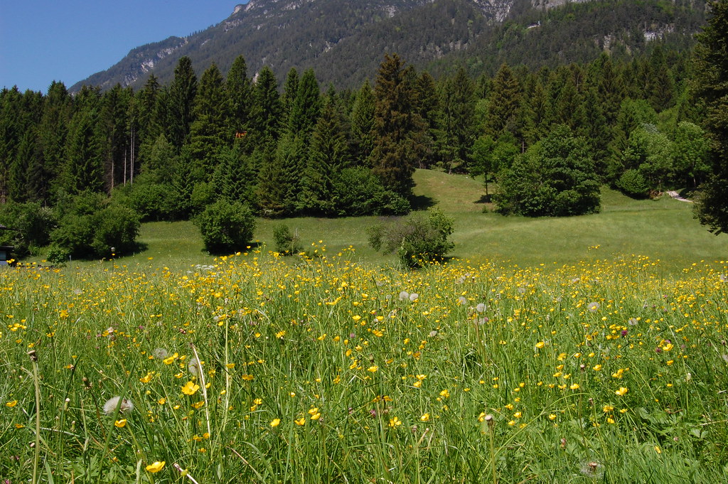 German wildflowers "You belong among the wildflowers." T