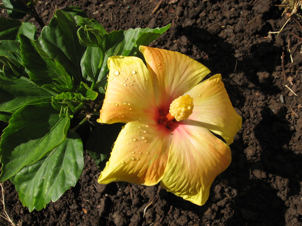 California Gold My favorite Hibiscus in our garden Califo… Flickr