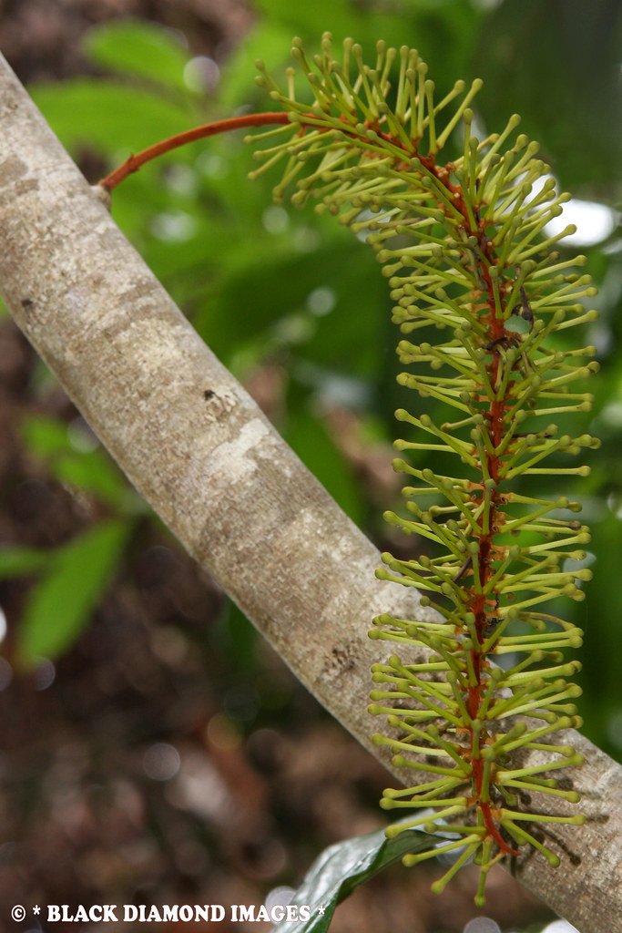 Athertonia diversifolia Atherton Oak Copyright All Rig… Flickr