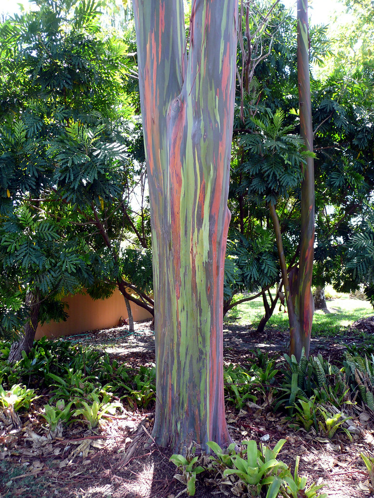 MiamiMetroZoo.040809.37 Rainbow eucalyptus tree at Miami M… Flickr