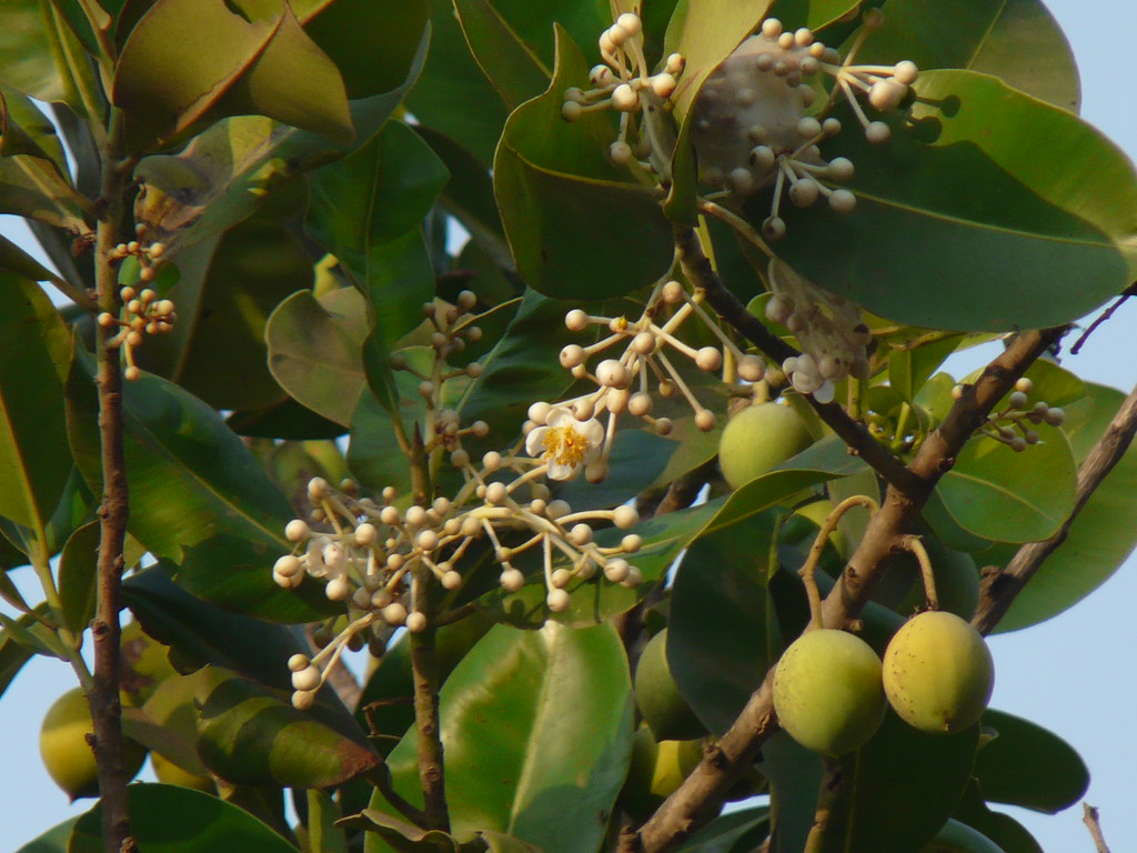 Punnaga (Sanskrit पुंनाग) Clusiaceae (garcinia, or mangos… Flickr