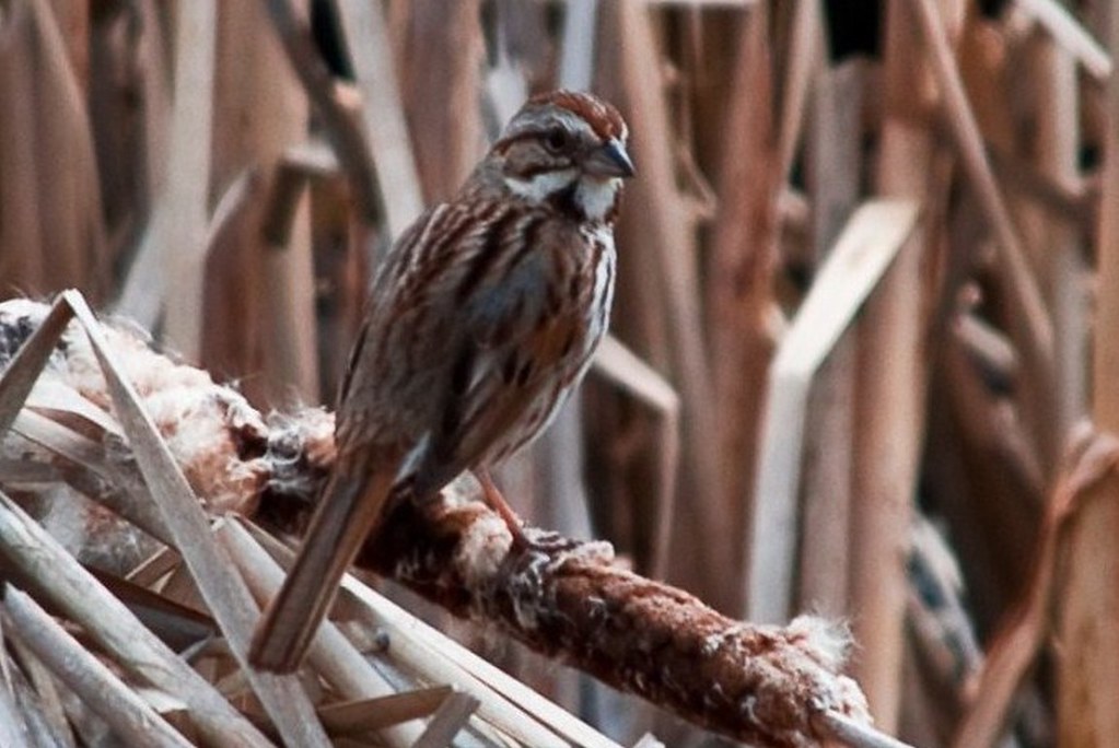 Elevation of Four Mile Lake Rd, North Bay, ON P1B 8G2, Canada