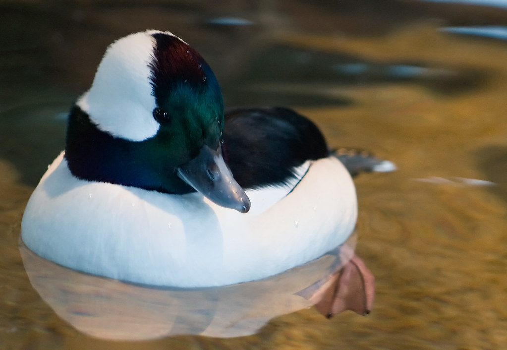 Bufflehead Duck Taking it Easy A male Bufflehead duck at t… Flickr