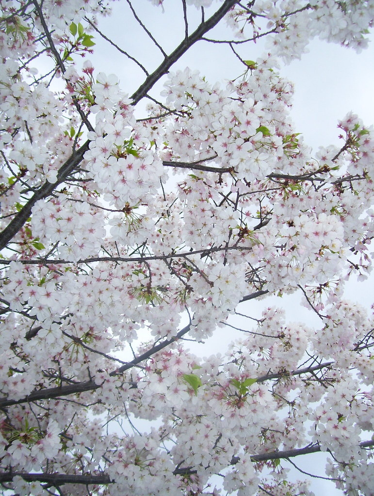 Pure white !! White flowering Plum trees looking very eleg… Flickr