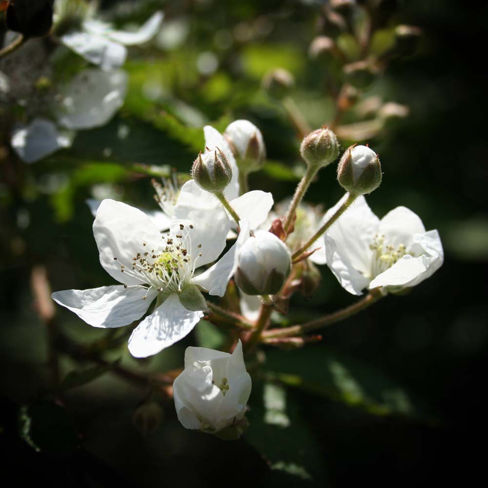 IMG_3405 Raspberry Blossoms Shelly Flickr