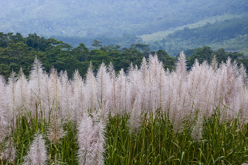 Sugarcane Flowers in Java For the first time, I saw the fl… Flickr