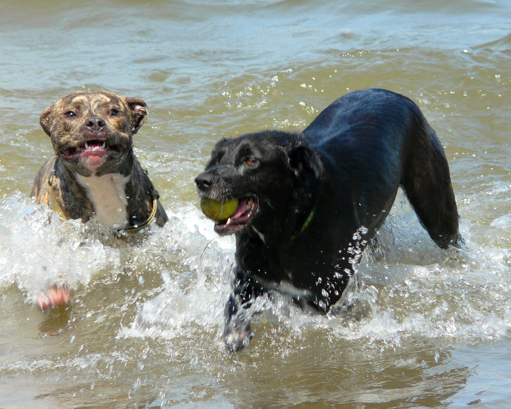 Do Dogs Love The Beach