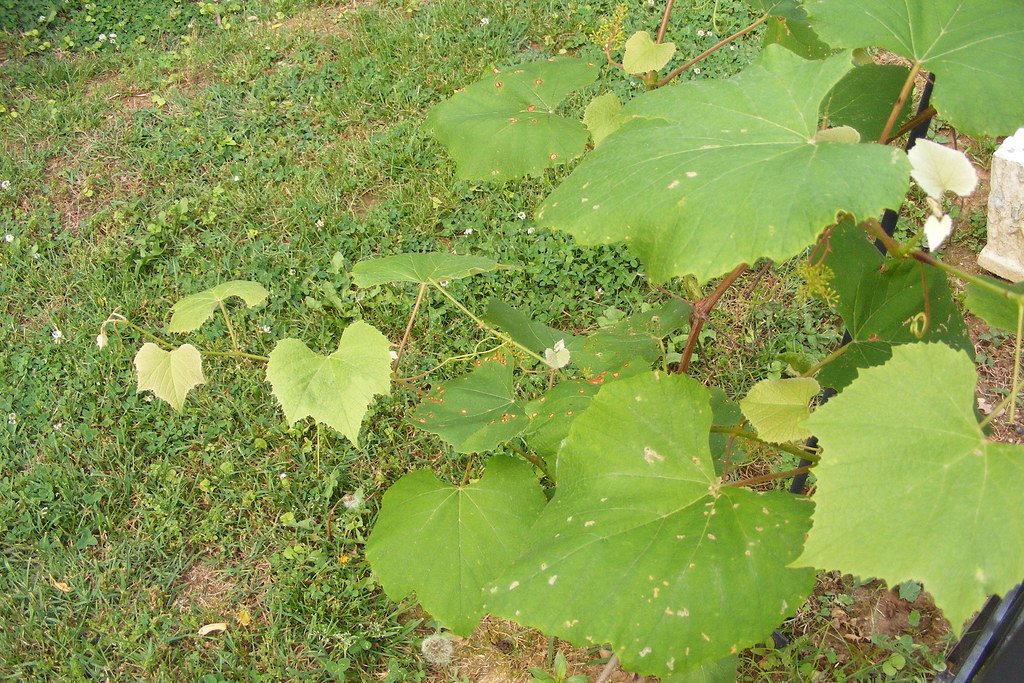 Grape Vine Louisville, Kentucky May 2009 M W Flickr