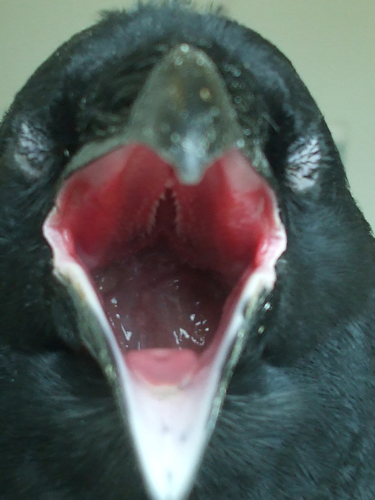 Deep throat! Have yoy seen doen the throat of a raven? Ivan Ellis Flickr