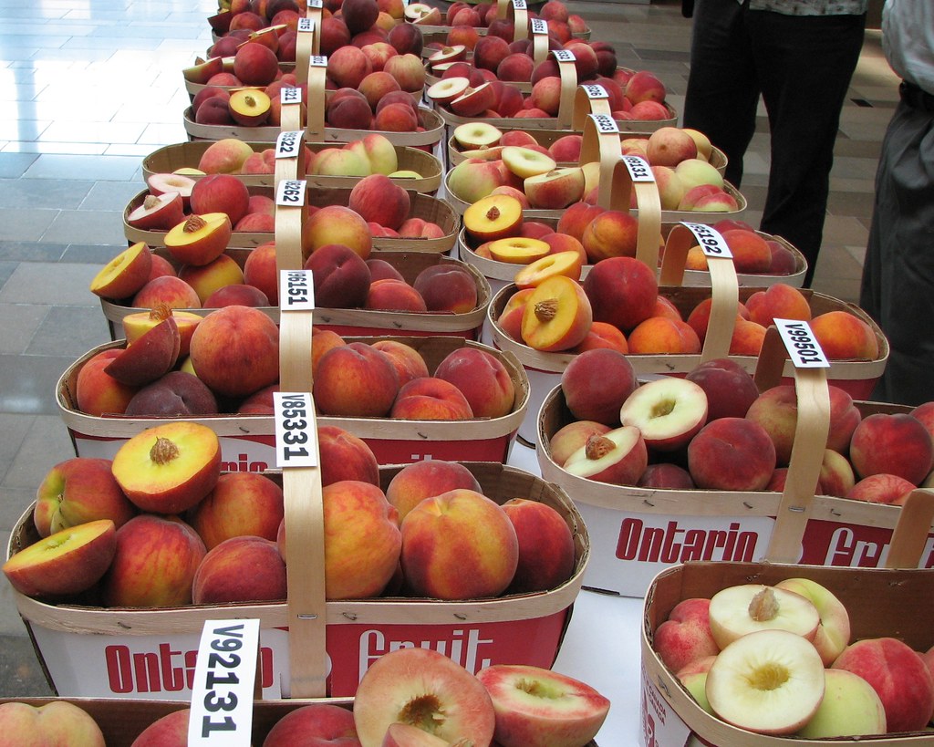 Peach Varieties / Cultivars de pêchers Future Ontario Peac… Flickr
