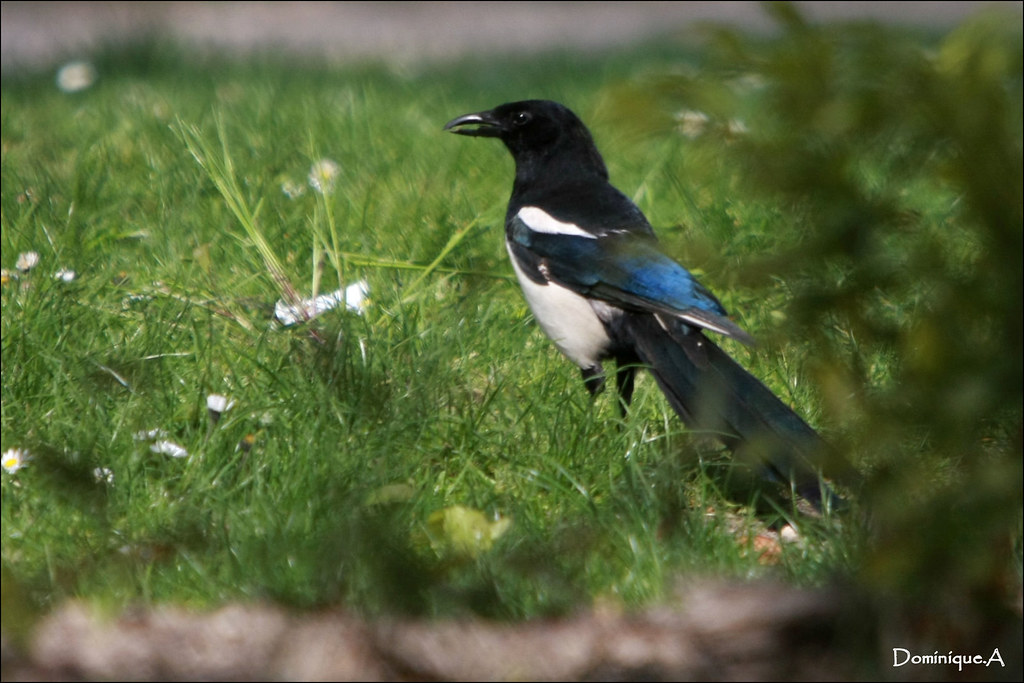 Une pie...un peu voleuse parfois ! Please NO groups invite… Flickr