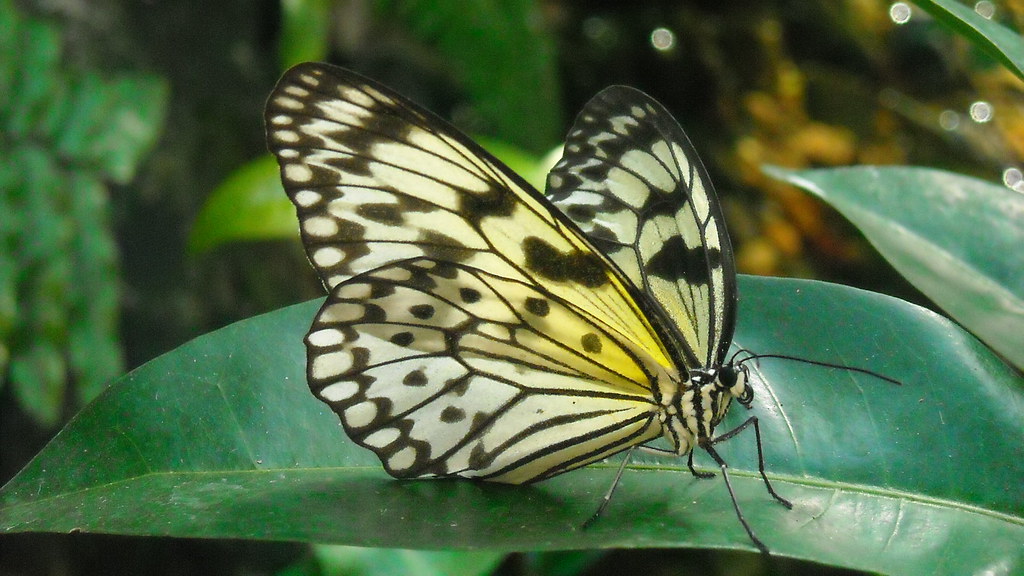 Butterfly House Key West, FL Jan 25, 2009. This was taken … Flickr
