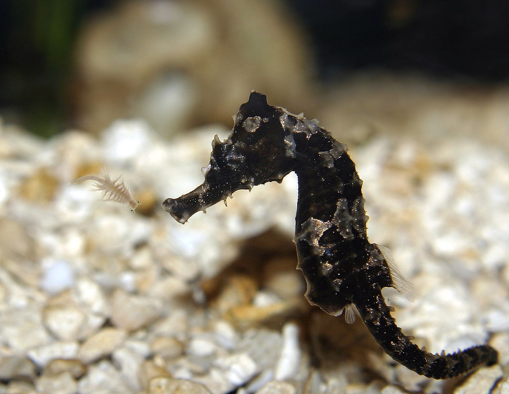 Baby seahorse eating at Underwater Adventures, MOA Felicia