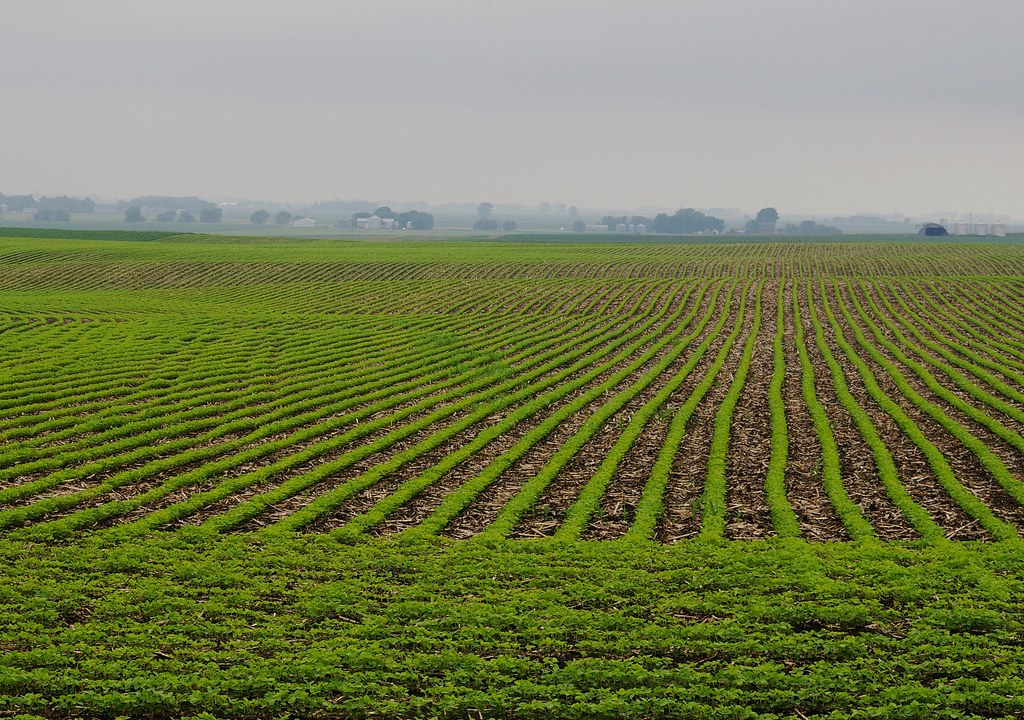 Iowa Farmland Pastoral Iowa farmland near Algona, Iowa. Martha Decker Flickr