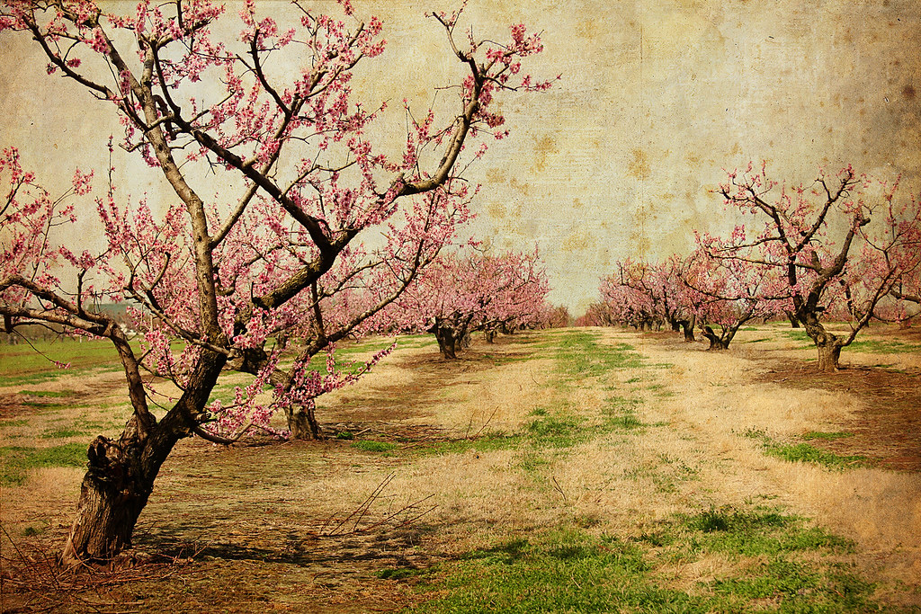 Oklahoma Peach Orchard Livesay Orchards, Porter, Oklahoma.… Flickr