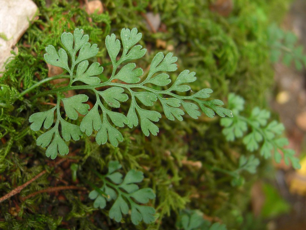 Little Parsley Fern Asplenium dareoides A.N. Desv. 2008120… Flickr