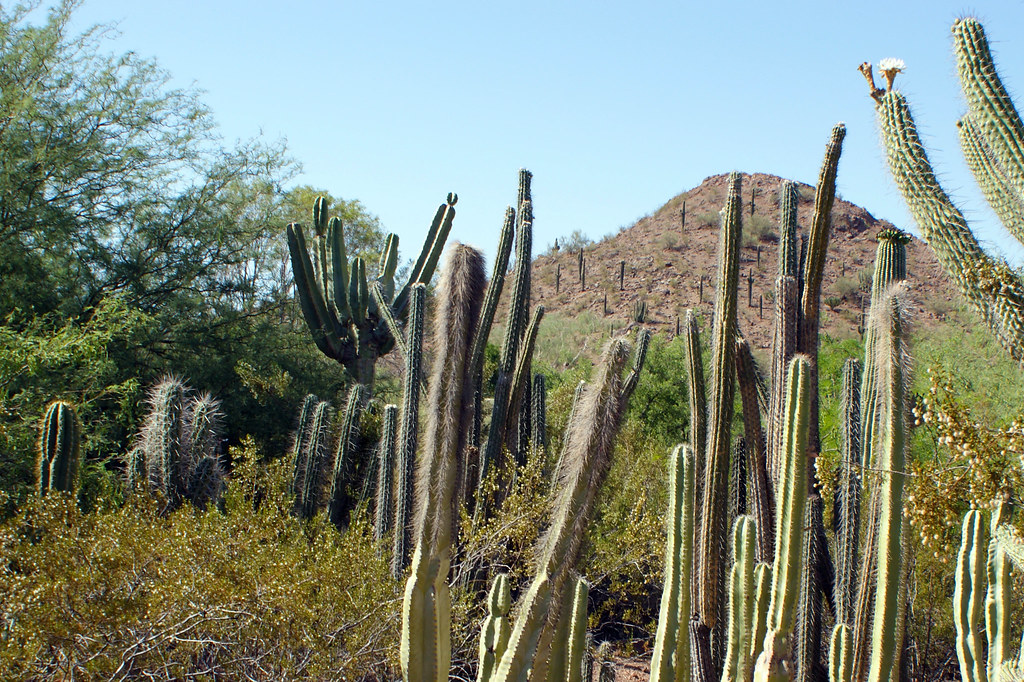 Cacti at Desert Botanical Garden and Garden Butte Located … Flickr