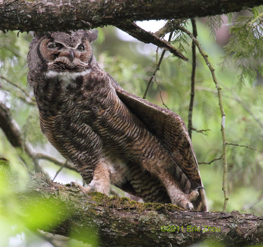 GHO Yoga Came across this Great Horned Owl after work when… Flickr