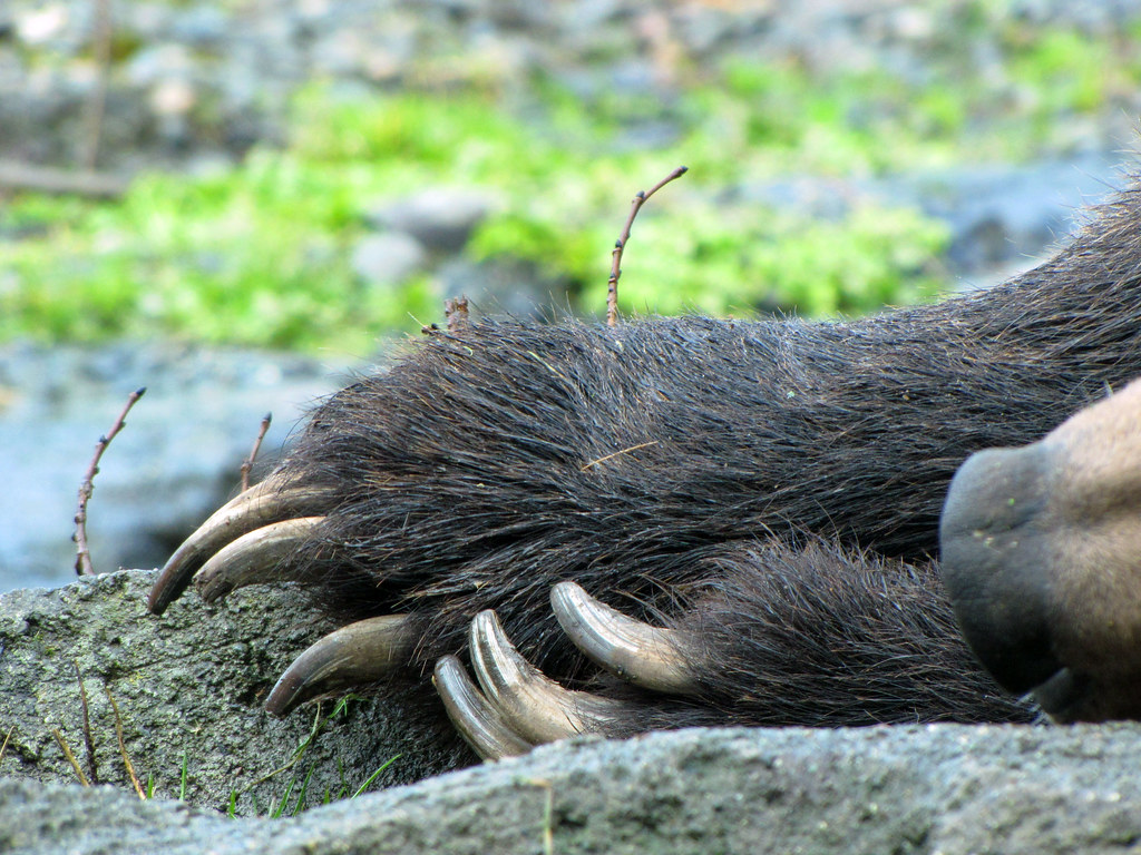 bear claw i love the gracefulness of bear claws! Shannon Kringen
