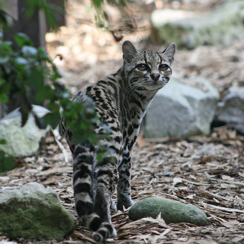 Margay Felis Wieldii, looking and acting like a tiny l… Flickr