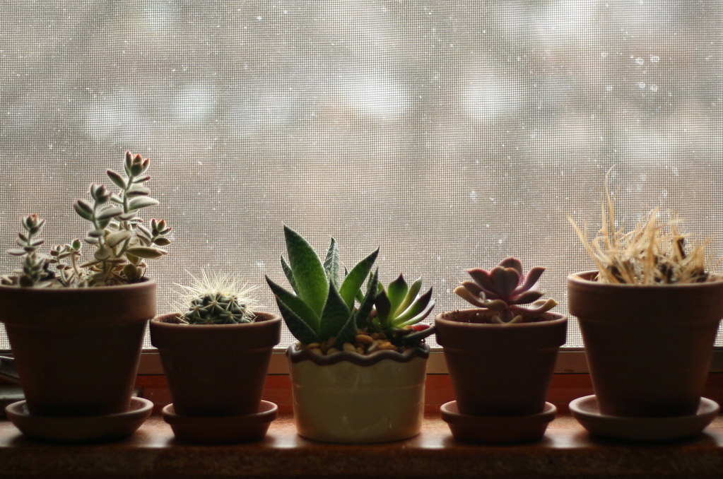 The best plants need little water. For Six Word Story. Maria Skiffington Flickr