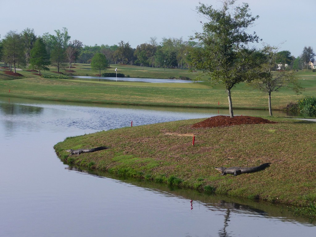 Beresford Creek 7 Green Behind eko_gfl Flickr