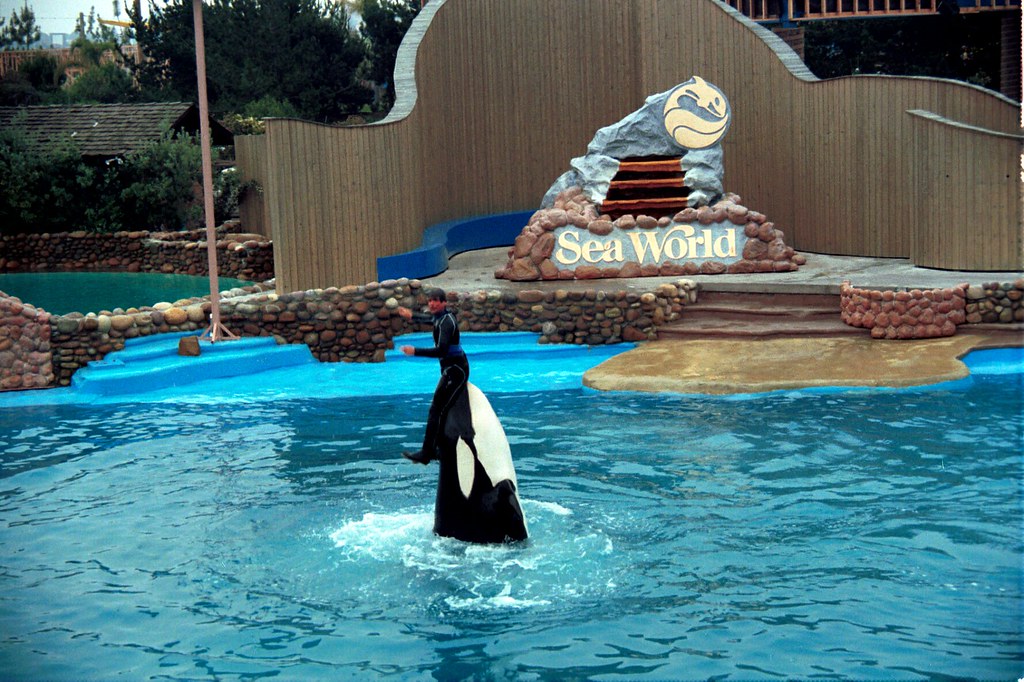 San Diego Sea World Killer Whale Carer