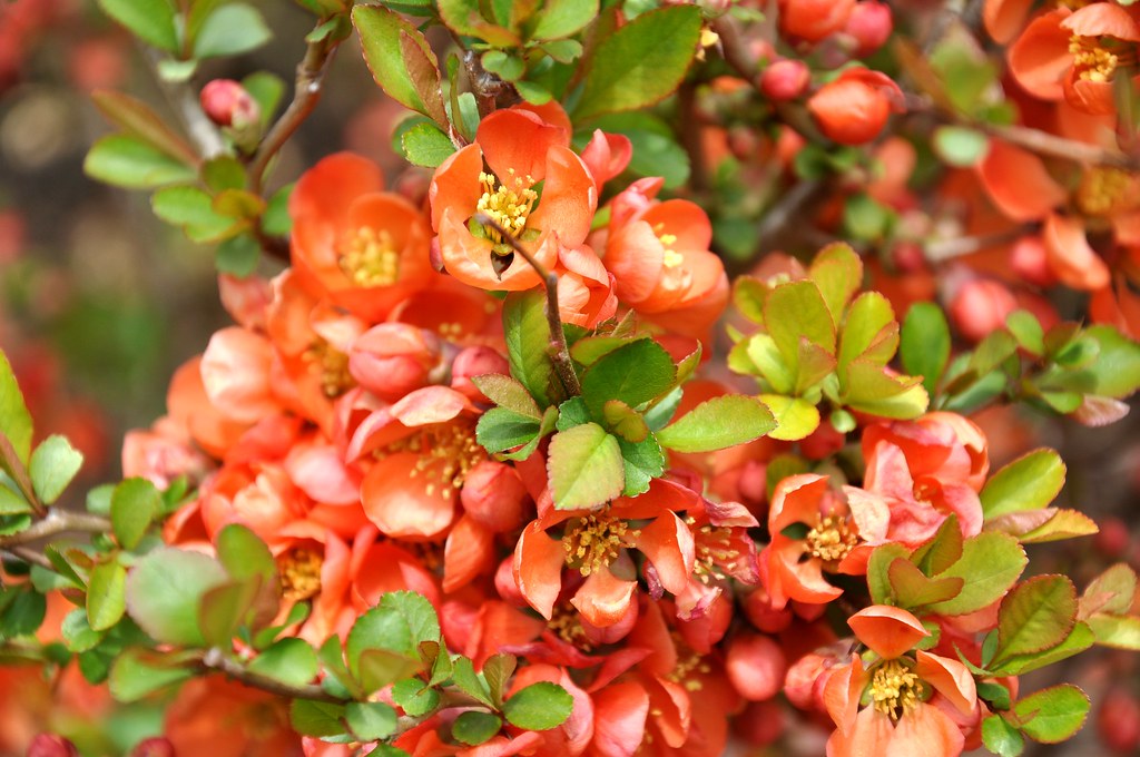 University of Guelph Arboretum qingxu huang Flickr