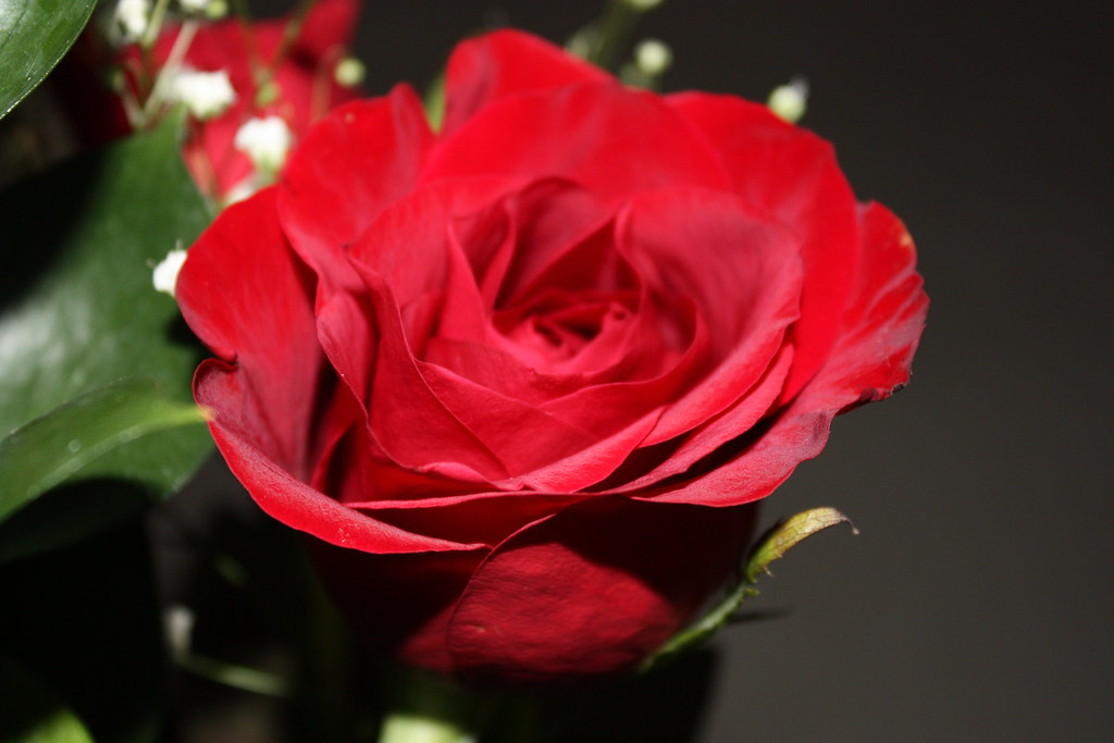 Beautiful Valentine Rose Alice Gregory Flickr