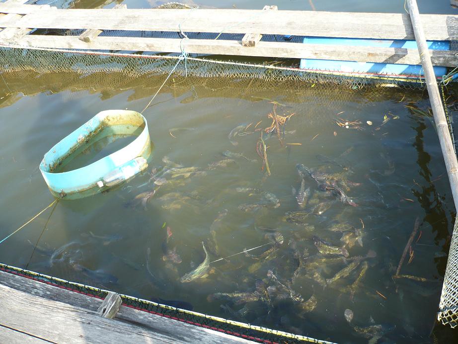 P1000128 bah berapa sekilo? sangkar ikan Flickr