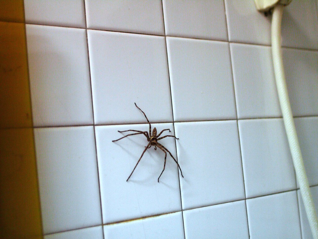 GP1120168 BROWN HUNTSMAN SPIDER in the bathroom... Christ Peng Flickr