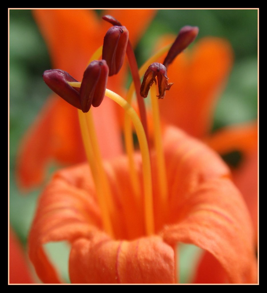 Flowers are love's truest language. Took at VUDA park , Vi… Flickr