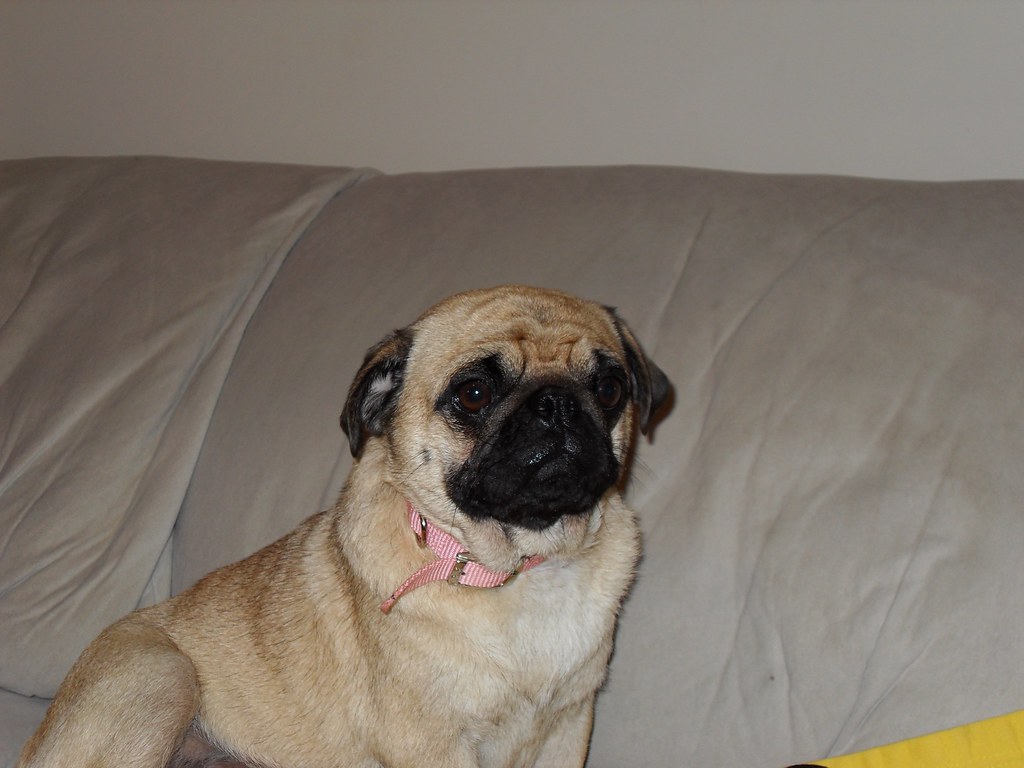 Kijiji Atlanta Pets Flickr