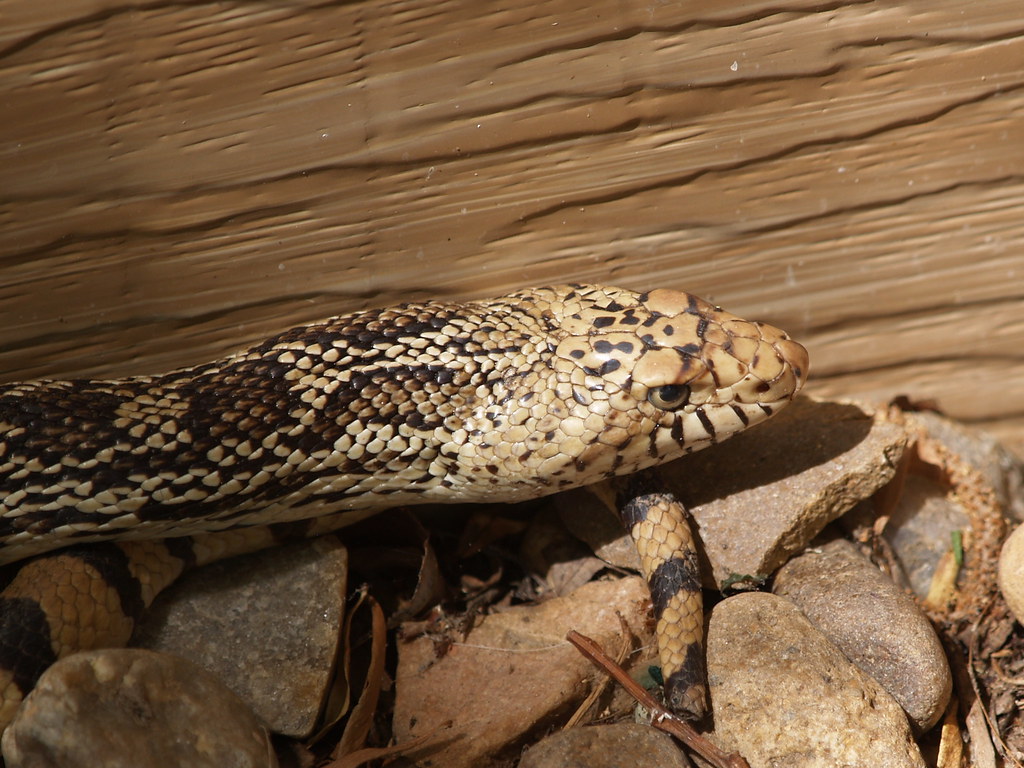 Bull Snake p6012841 A bull snake hanging around the place.… lostinfog Flickr