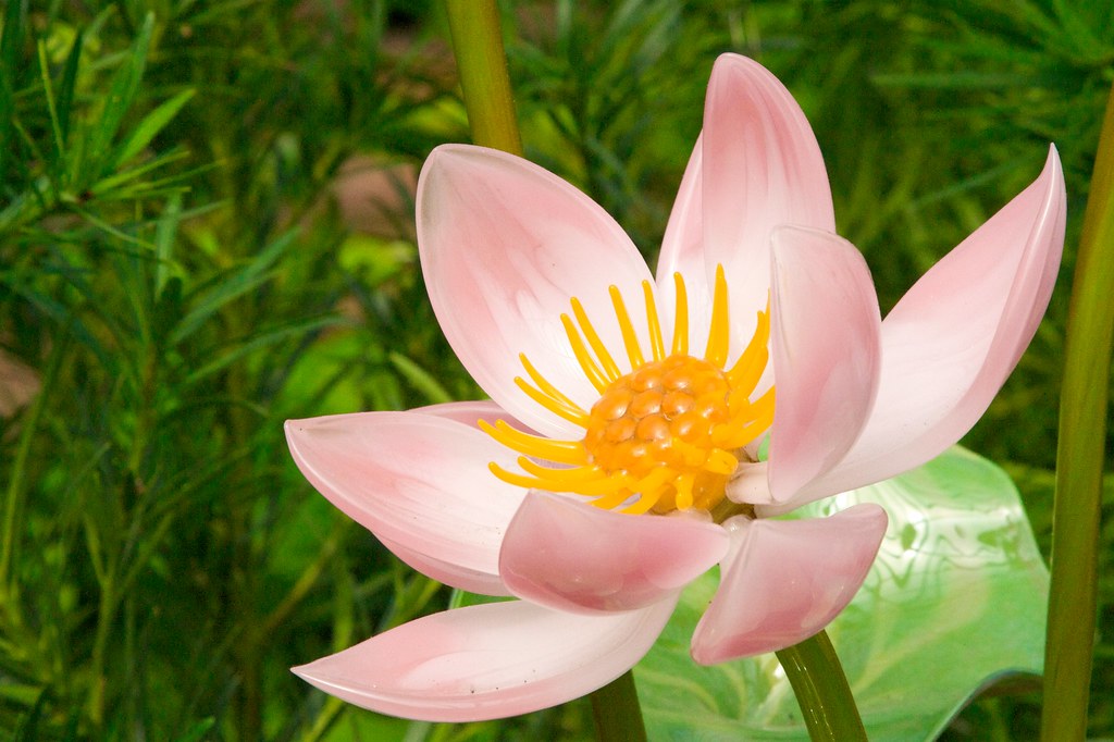 pink lotus "Fräbel's Flowers" includes breathtaking orchid… Flickr