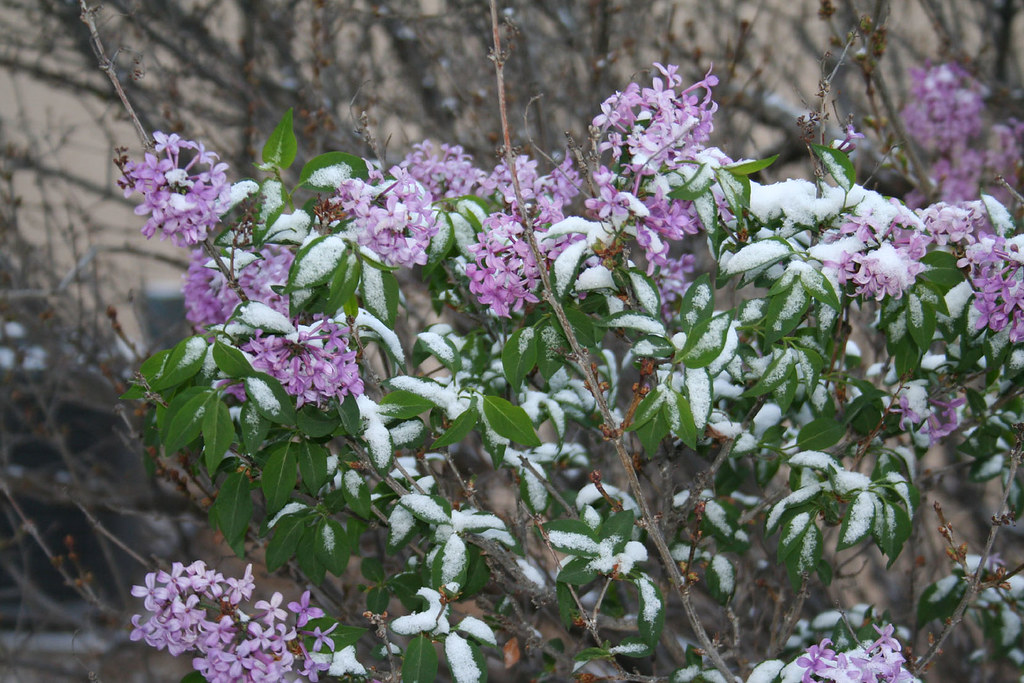 Lilac in the Snow, full 3 Snow on Lilac's next door 3270… Flickr