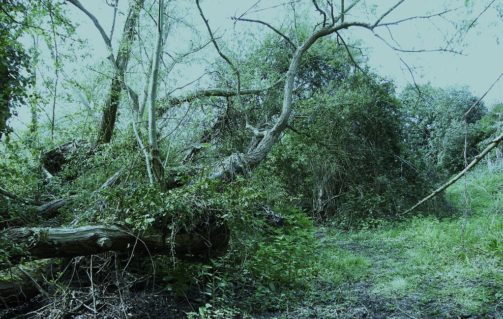 Wildlife Trusts, Norwood Road March Camb's UK.175a Flickr