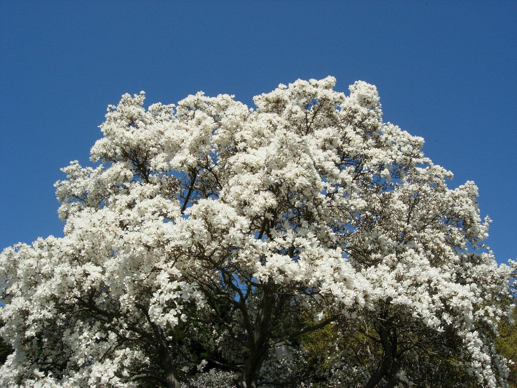 White Flowering Trees In Illinois / Ode Street Tribune May 2013 The