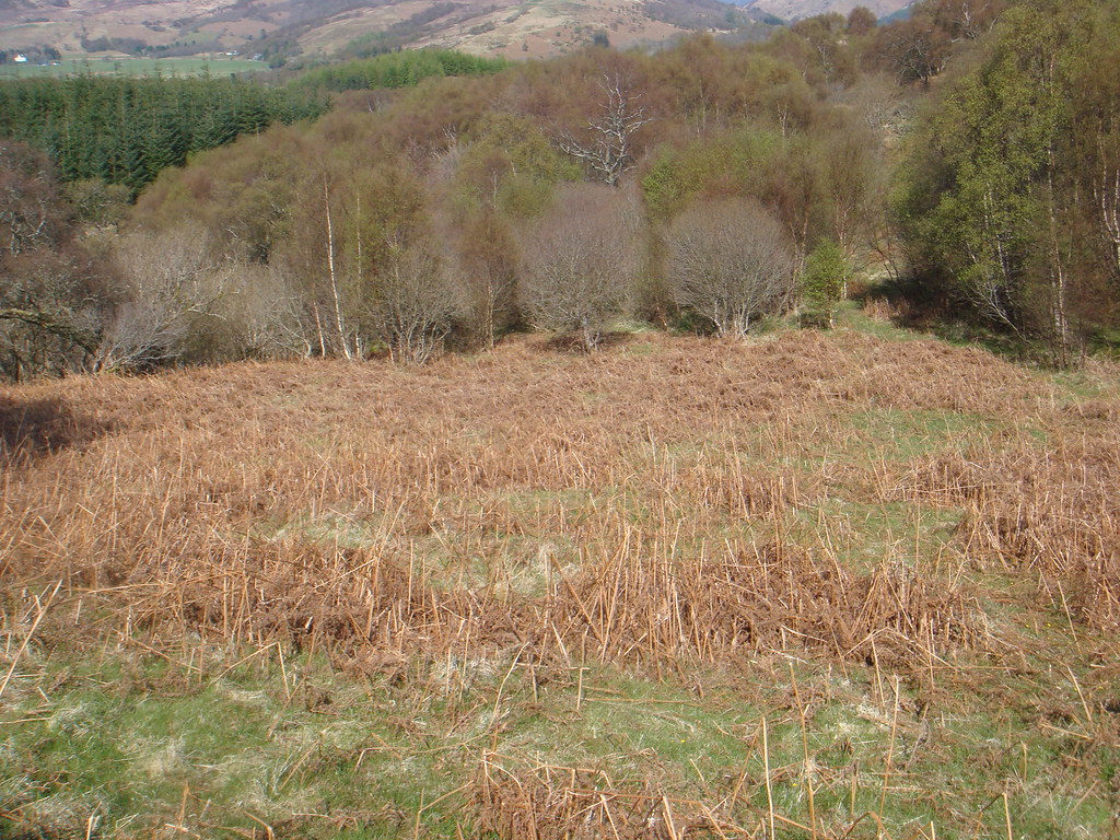 clearing in the wood Lochaber Highland Estates Flickr