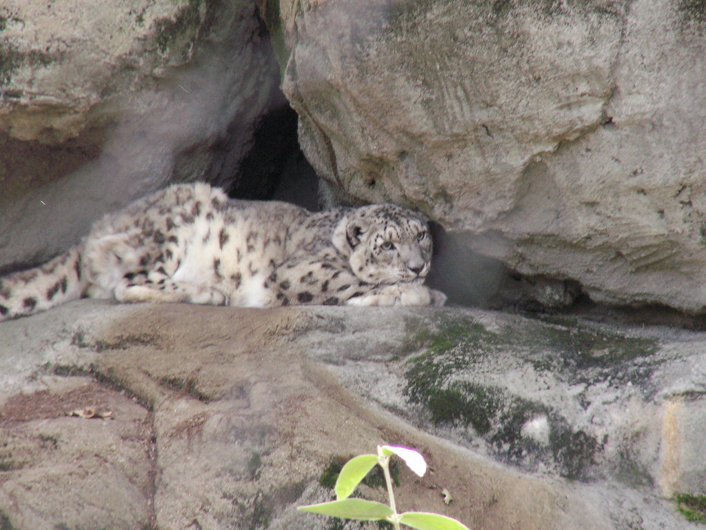 Rhode Island Zoo 042 J.Bowman Flickr