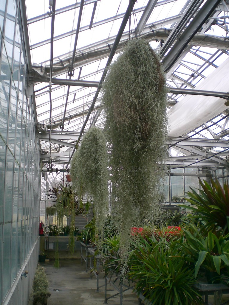 spanish moss Leslie Johnston Flickr