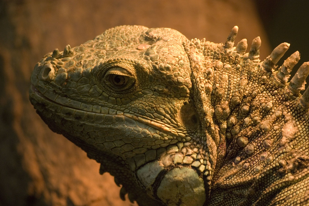 iguana; cricket st thomas, somerset Matthew Gilder Flickr