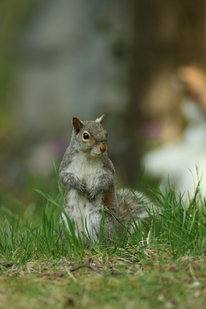 Squirrel Rejected because they couldn't find a clear focal… Flickr