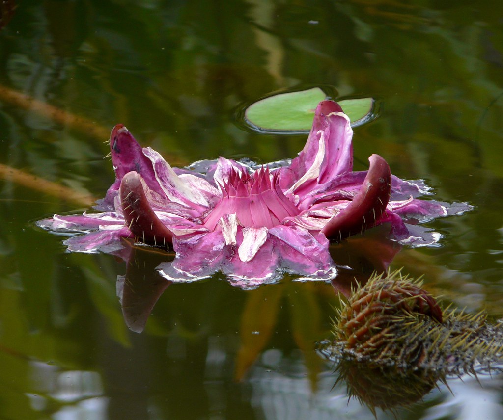 Flickriver Photoset 'Lotus King Flower (Vitória Régia)' by land.nick
